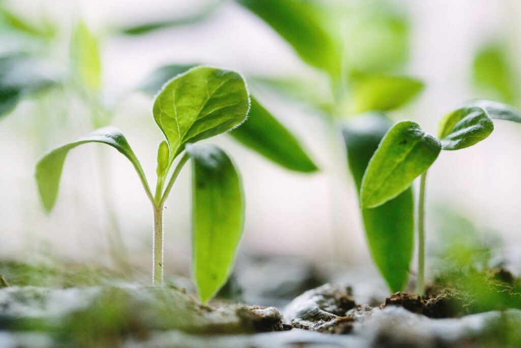 Green plants